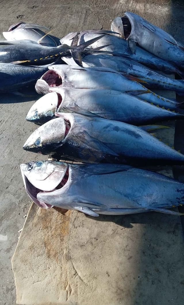 Se vende concha y filete de atún