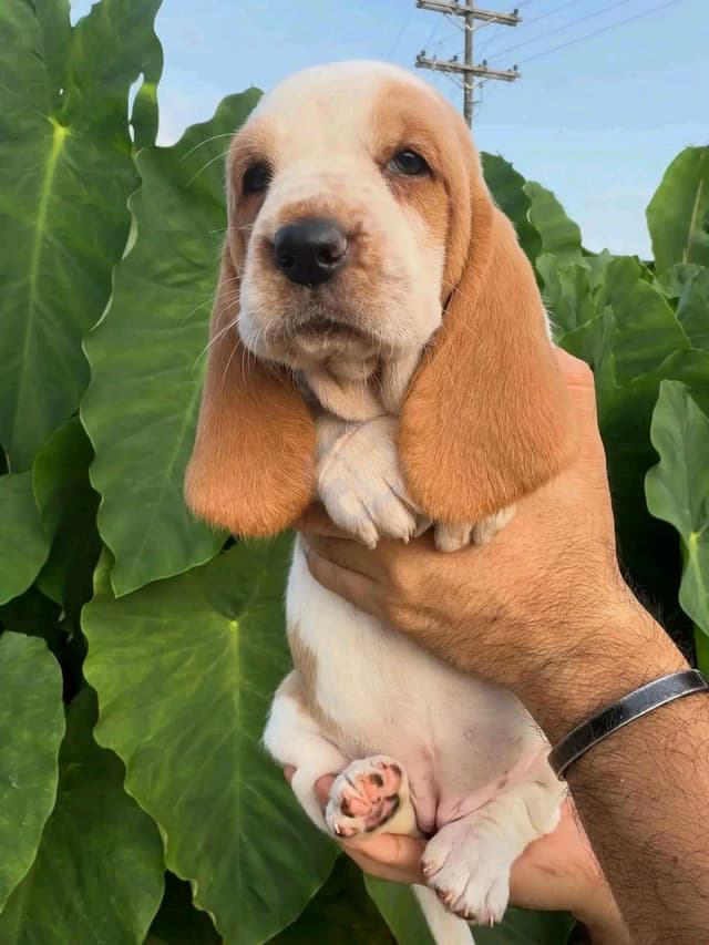 basset Hound puppies available