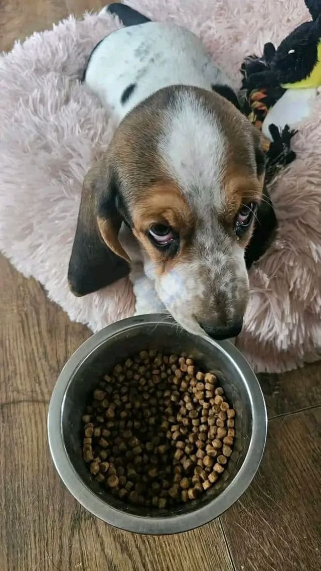 basset Hound puppies