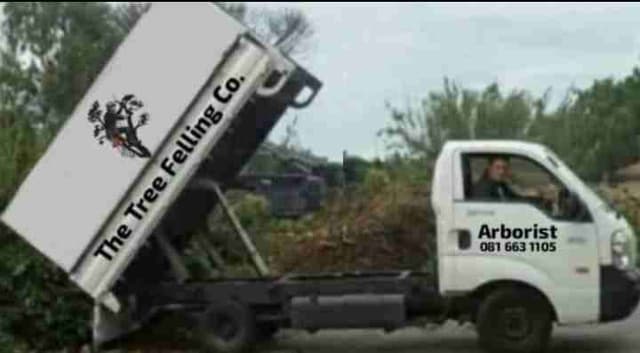 Tree felling services in Cape Town