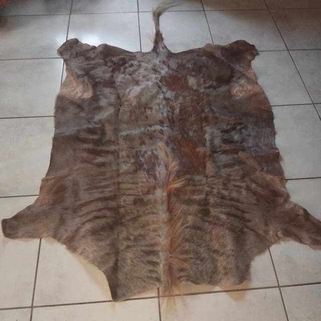 Zebra and Golden wildebeest hides